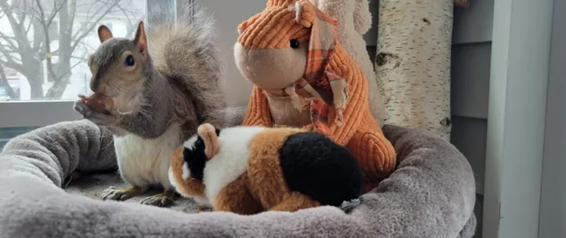 peanuts the squirrel